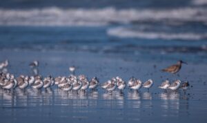 Recoger “basuritas”, cuidar el agua, habitar el orgullo